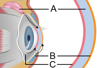 Diagram of humidity and the eye's three layers Diagram of humidity and the eye's three layers